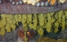 太平洋巨人章鱼,太平洋巨型章鱼长什么样子啊