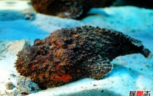 石头鱼玫瑰毒鲉，拥有让人类最剧痛的毒刺(一直疼到死)