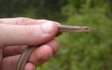 世界上10种最小的蛇