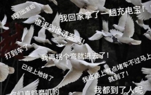 放鸽子是什么意思?放鸽子是怎么来的(源自上海白鸽票)