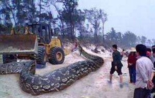 山东真实的蛇化龙事件 蛇渡劫真实性有待考证（假的）