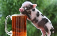 世界上最小的猪：微型猪，重10公斤像西瓜(一类保护动物)