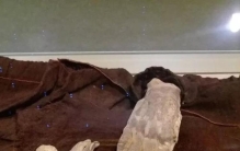 东北异闻55老师我真不会