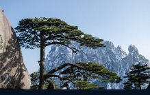 中国十大名树，其中一棵为轩辕帝亲植