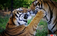 糖尿病发病率最高的国家 第一竟是美国核武器多次实验地点