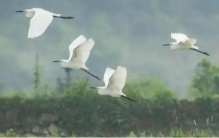 杭州晚上叫的鸟,窗外飞来不明大鸟