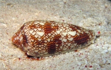 世界上最可怕的蜗牛是什么 锥形蜗牛（毒液瞬间致人死亡）