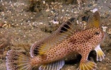 世界上唯一长着手的鱼 长手鱼 有五千万年的悠久历史