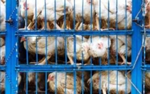 吃肉是否过于残忍?人类对动物的十大残忍行为