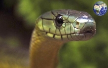 世界十大最毒的生物,动物十大毒王