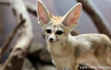 动物是怎样抵御酷暑的,沙漠中的动物如何生存