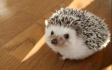 蛇獴和平头哥谁更厉害,蛇类的十大天敌