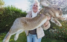 世界最大的兔子被偷:天下第一巨兔Darius，在家被偷