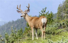 犀鹿是世界上最小的鹿 犀鹿（比正常鹿的体积小很多）