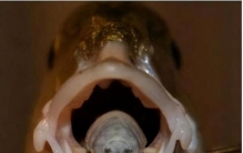 世界上有多少种恐怖虫类僵尸「生物一些有趣的知识点现象」