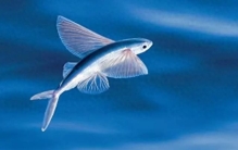 盘点世界上速度最快的10条鱼，第一名比汽车都快，每秒约36米！