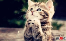 新手养猫15大基础知识：猫一生中70%时间都在睡觉