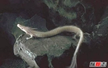 国外海滩现巨龙尸体 专家回复让人诧异不敢相信