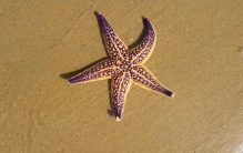 海星能吃吗有什么好处?海星的功效与作用有哪些