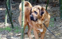 世界上最大最古老的犬种，马士提夫獒犬(四千年前的战犬)