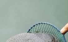 2008年福建老板捞到未知生物居民咬定是的怪物专家也被吓到