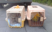 宠物托运一般需要多少钱?怎样办理宠物托运手续