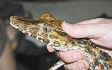 人们随着生活质量飙升精神空洞养鳄鱼会象狗一样听话吗