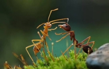 真正的二维生物是什么?蚂蚁是二维生物吗（三维生物）