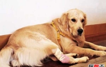 狗的寿命一般有多长?揭秘延长狗寿命的十大方法