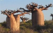 世界上最奇特的树：能储存水分的猴面包树（生长在南非）
