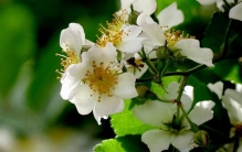 荼靡是什么意思?开到荼蘼出自哪里(春天最后盛开的花)