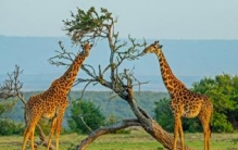 世界上最高的动物：长颈鹿，高达8米颈长2米(叉开腿喝水)
