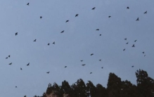 日本的乌鸦是变异了么又大又凶,日本乌鸦一般什么时候出现