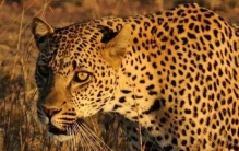 桑给巴尔豹灭绝了吗「世界上最稀有的豹桑给巴尔豹仅生活在巴尔群岛」