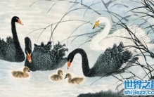 千里送鹅毛的下一句是什么，礼轻情意重(多版本)