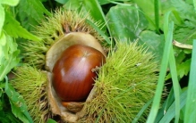 牛肉不能和什么一起吃?吃牛肉有哪些禁忌