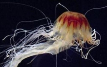 世界上面积最大的动物,世界上有哪些最大的动物