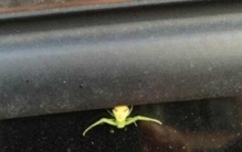 十大人面动物看着就十分渗人眼睛,十大最难见到的动物