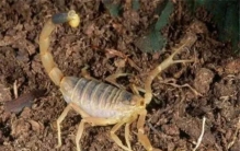 蝎的实力排名,蝎子战斗力排名