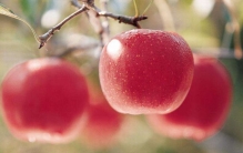 晚上吃苹果等于吃砒霜?晚上吃苹果有什么危害