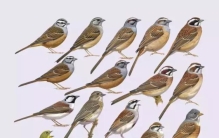 中国有分布的31种鹀多数被拔毛以冒充禾花雀