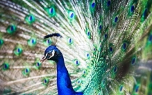 古代长诗十大经典长诗,中国古代十大最长的诗