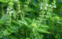 九层塔是什么菜?常见的罗勒叶，香味浓郁花瓣层层堆叠