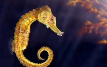 海马是什么动物类型，它是海洋中小型的鱼类