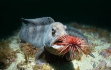 鳗鱼是濒危动物吗,史上最危险的动物