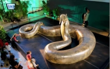 印度最长的蛇,世界上目前最长的蛇是什么