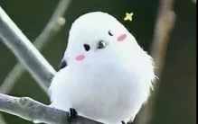 不小心抓到国家二级保护动物,小朋友捡到国家特级保护动物