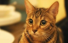 养猫后运气都变好了?猫喜欢靠近有灵气的人（无科学依据）