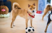 柴犬的7大缺点网友就是想养也不敢养啊