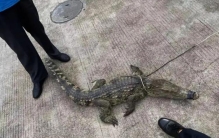 惊险南海一菜市场突然窜出食人鳄甩头摆尾一路暴走